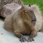 Wasserschwein oder Capybara (Hydrochoerus hydrochaeris)