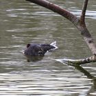 Wasserschwein oder doch Nutria