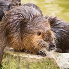 Wasserschwein relaxed