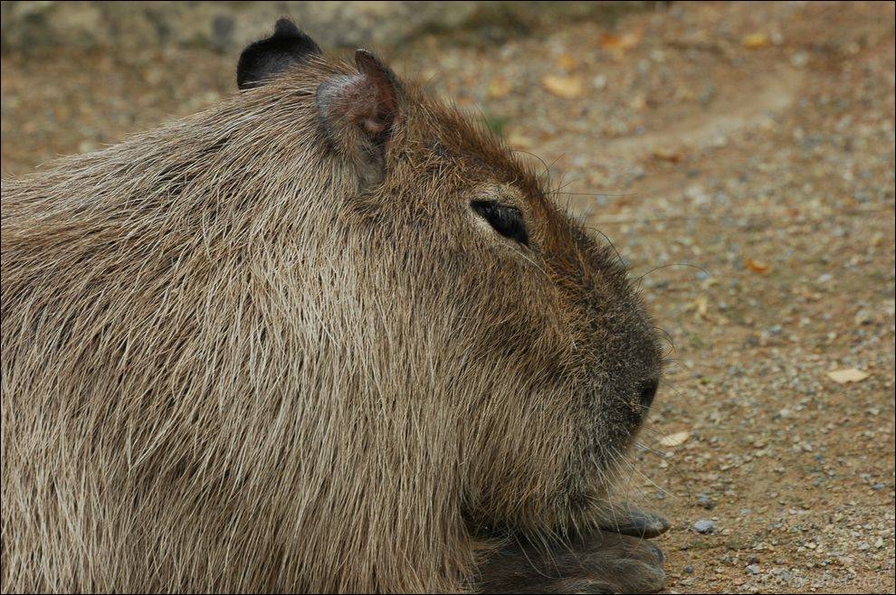 Wasserschwein ruht sich Nahe dem Wasser