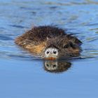 "Wasserschweinchen"- Nutria- wildlife