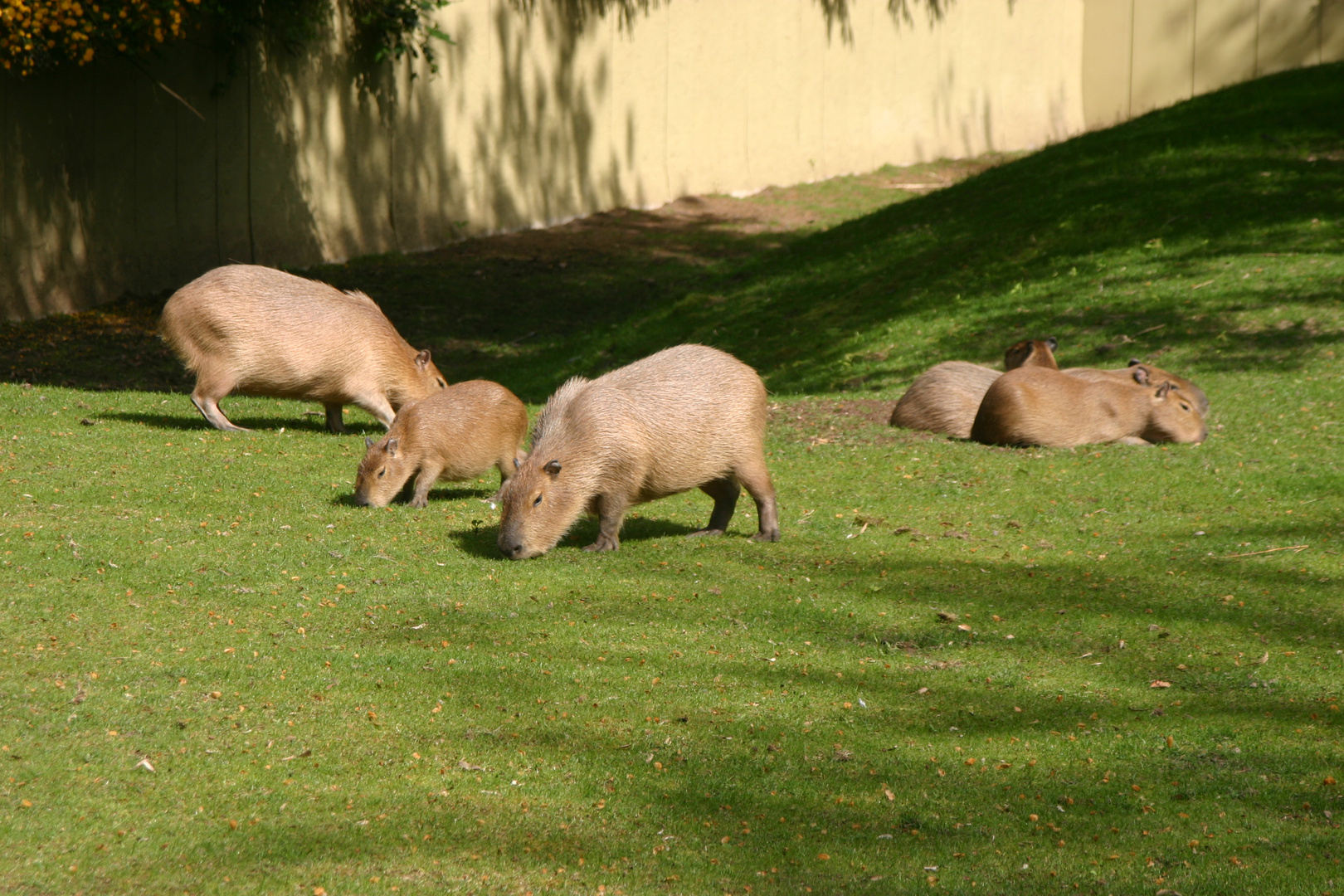 Wasserschweine