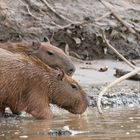 Wasserschweine