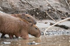 Wasserschweine