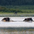 "Wasserschweine" am Stienhuder Meer