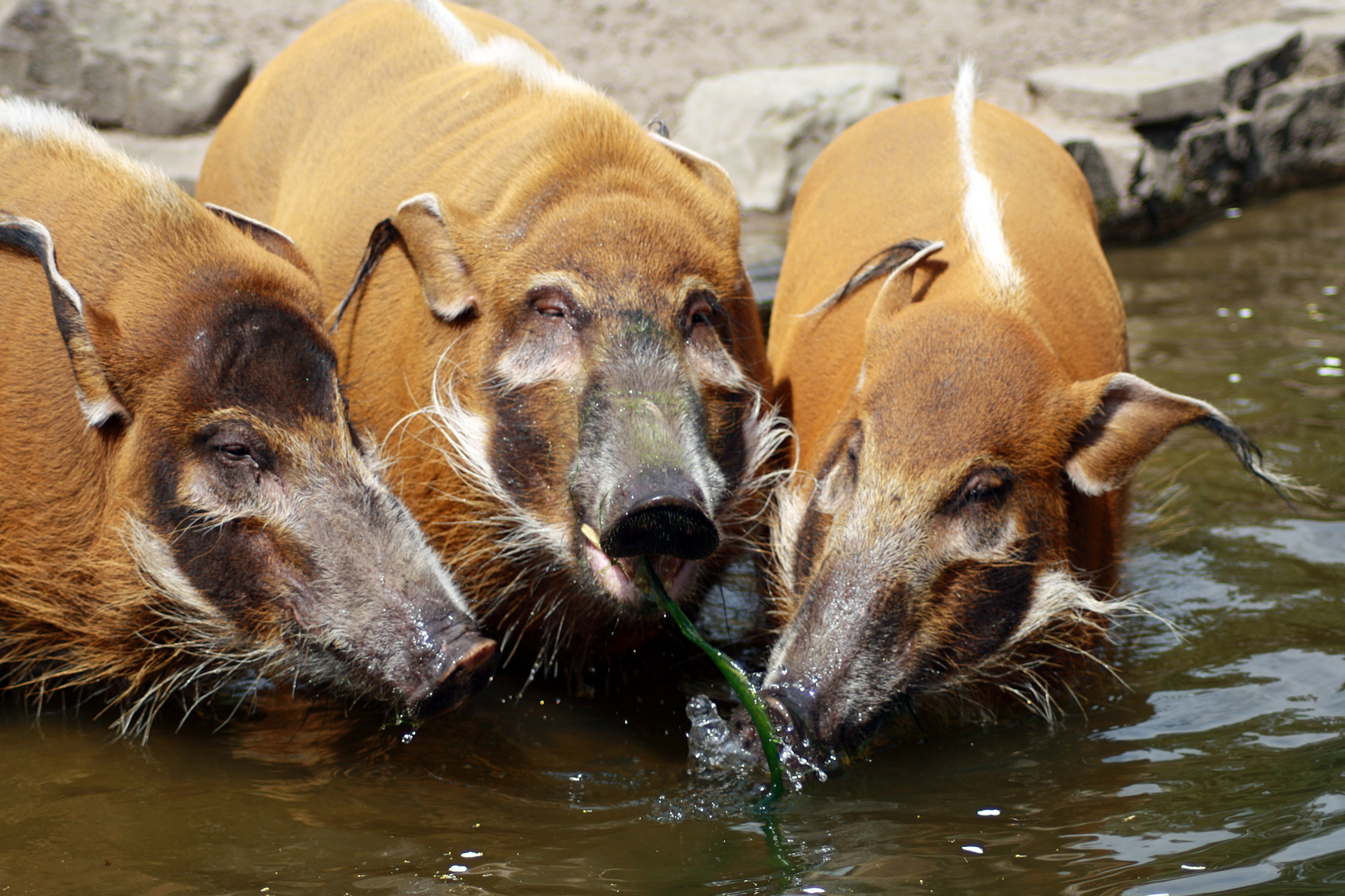 Wasserschweine beim Bad