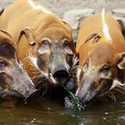 Wasserschweine beim Bad