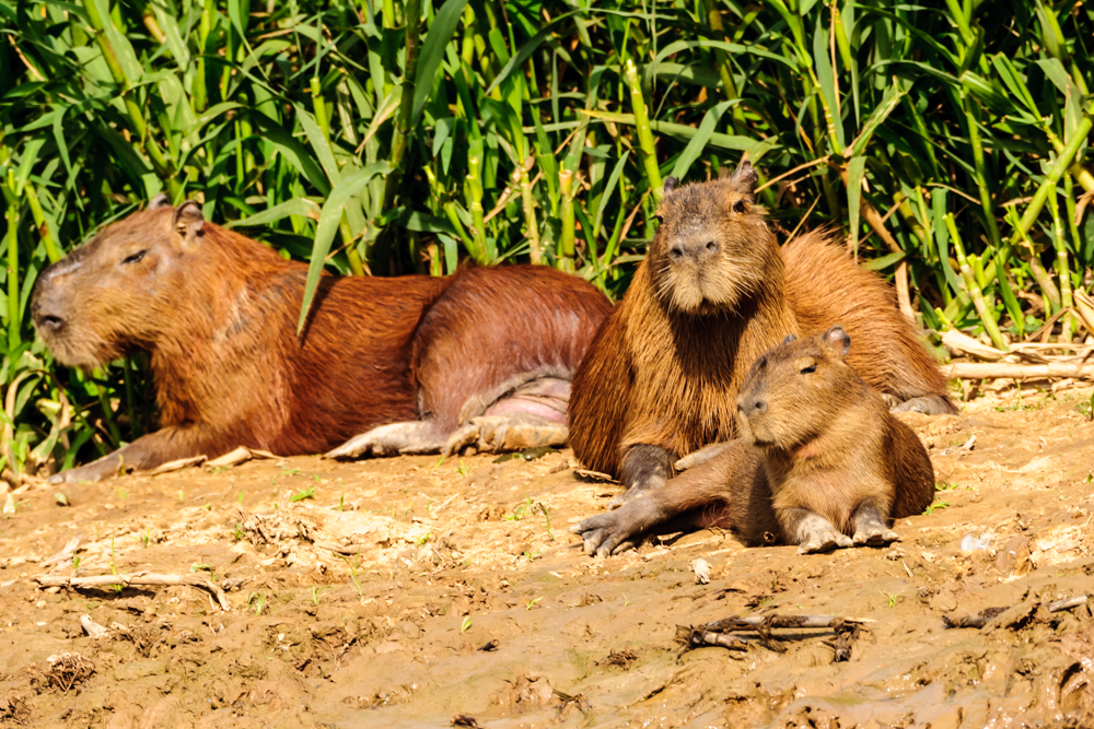 Wasserschweine; Capybara