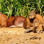 Wasserschweine; Capybara