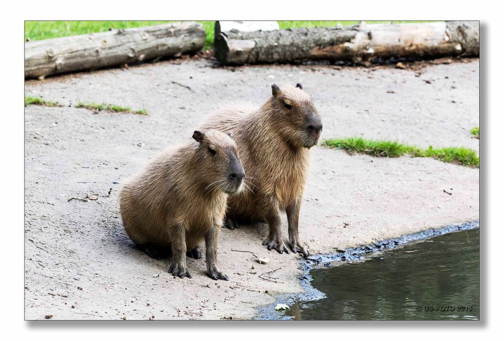 Wasserschweine