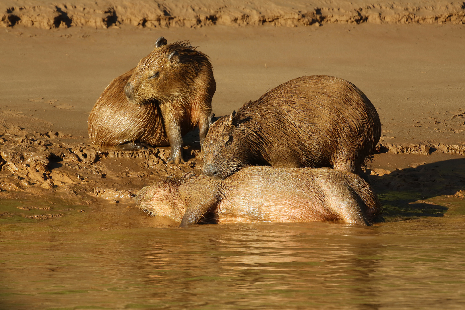 Wasserschweine