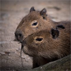 Wasserschweine im Doppelpack...