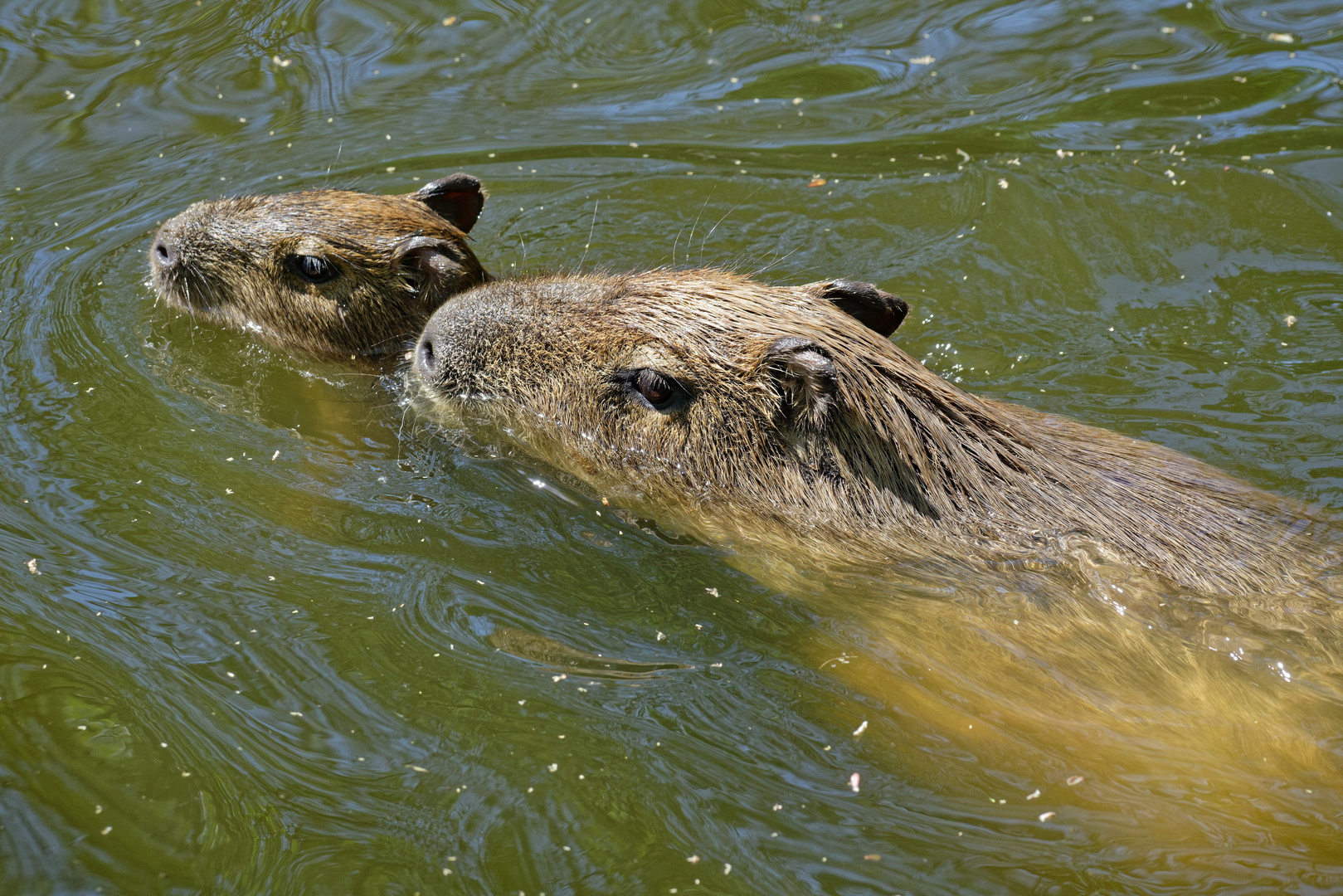 Wasserschweine im Zoo Krefeld