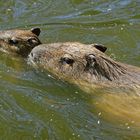 Wasserschweine im Zoo Krefeld