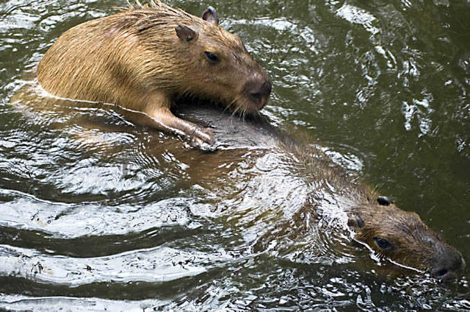 Wasserschweine in Aktion