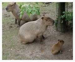 Wasserschweinfamilie im Zoo von Aalborg-DK