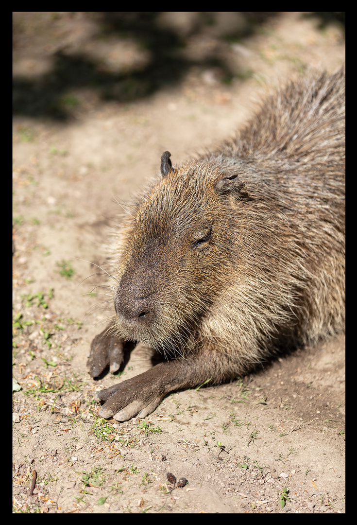 Wasserschweinie