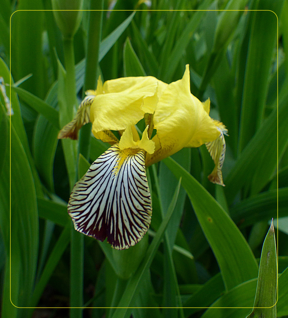 Wasserschwertlilie