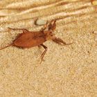 Wasserscorpion