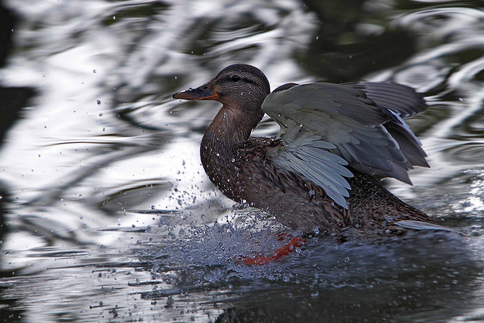 Wasserski