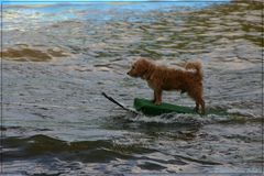 Wasserski auf vier Foten