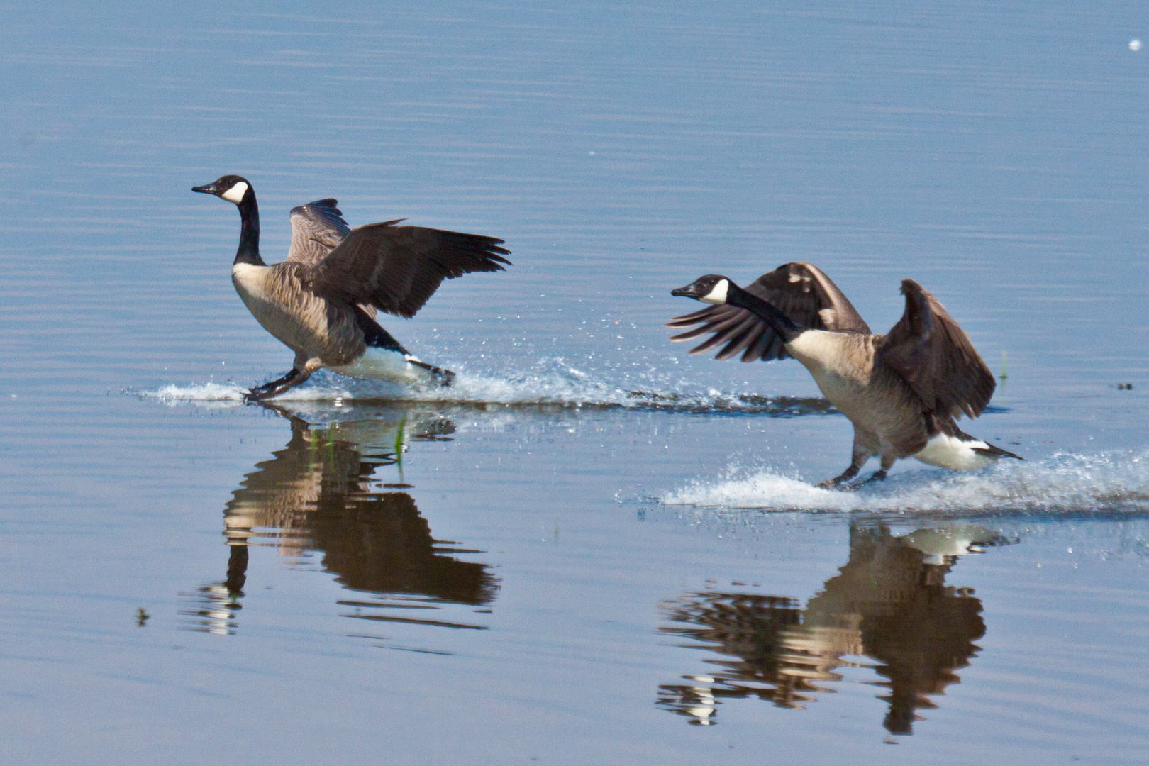 Wasserski Ballett 2