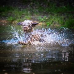 Wasserskifahrer