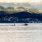 Wasserskkifahrer auf dem Zuerichsee