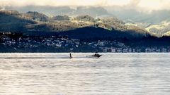 Wasserskkifahrer auf dem Zuerichsee