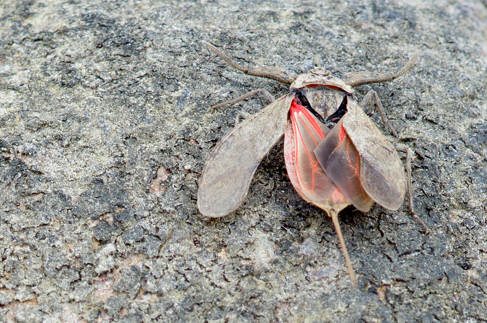 Wasserskorpion