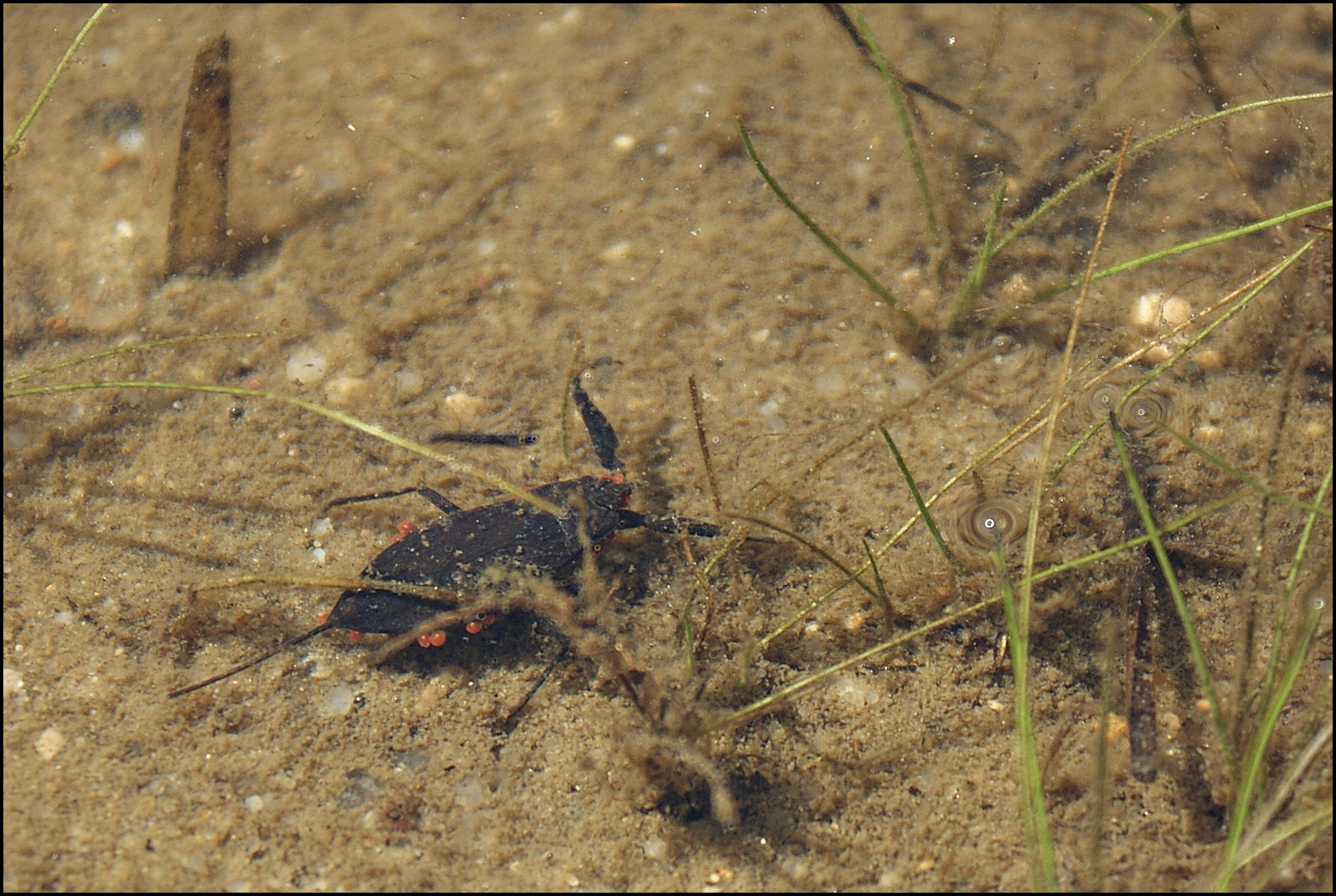 Wasserskorpion