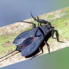 Wasserskorpion kurz vor dem Abflug