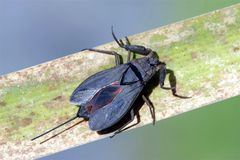 Wasserskorpion kurz vor dem Abflug