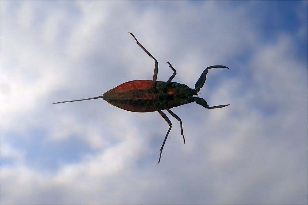 Wasserskorpion von unten im Wasser fotografiert, Doku!!! 