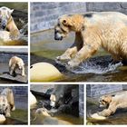 Wasserspaß bei den Eisbären in Rostock