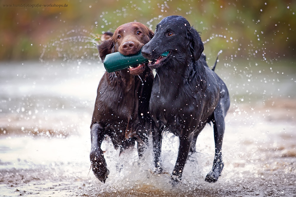 Wasserspaß - Flat Coated Retriever