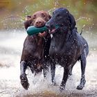 Wasserspaß - Flat Coated Retriever