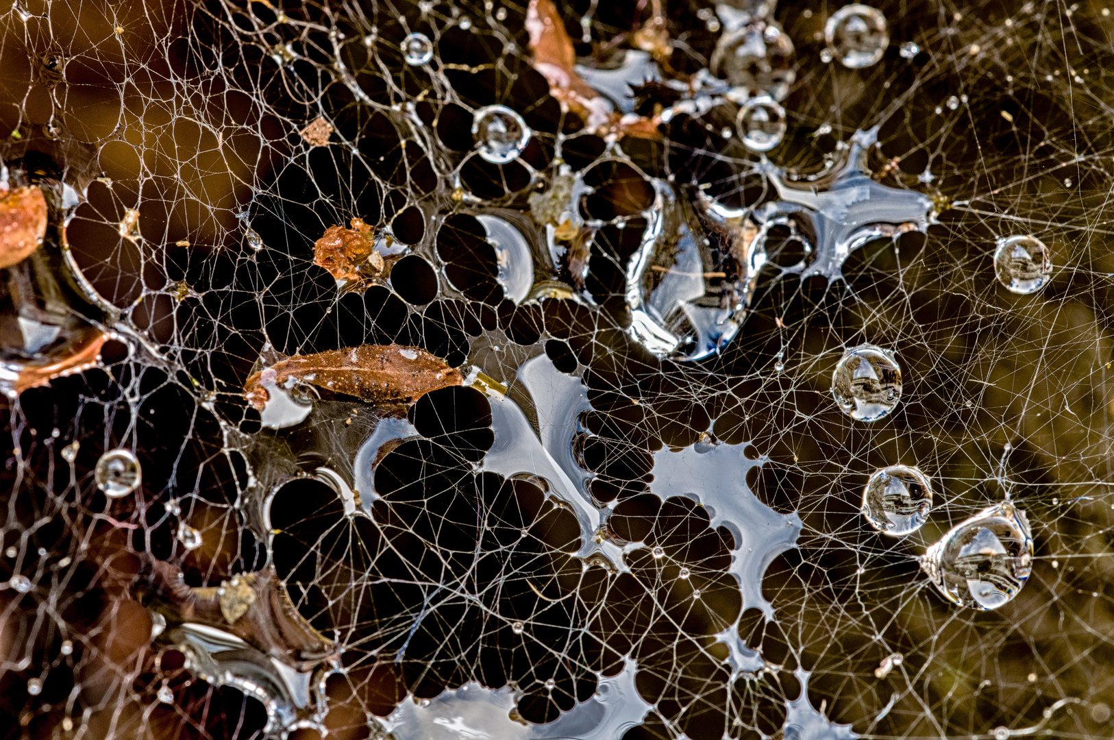 Wasserspeicher im Spinnennetz