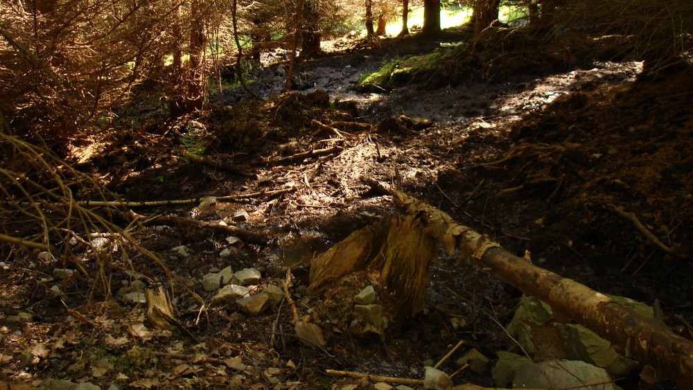 Wasserspeicher Wald