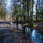 Wasserspeicher Wald