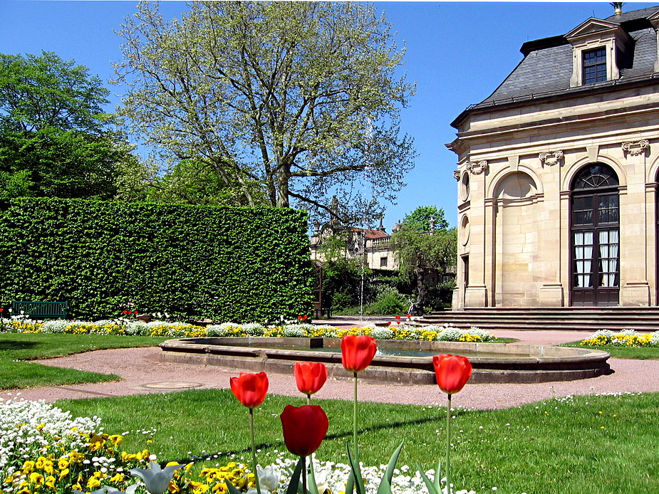 Wasserspeiende Tulpe