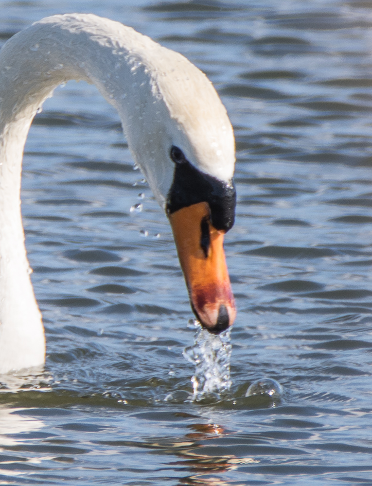 ...wasserspeiender Schwan..