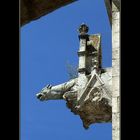 Wasserspeier am Dom zu Regensburg