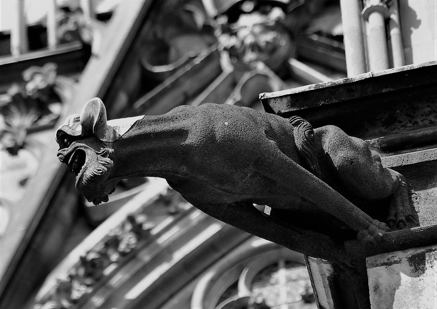 Wasserspeier am Kölner Dom