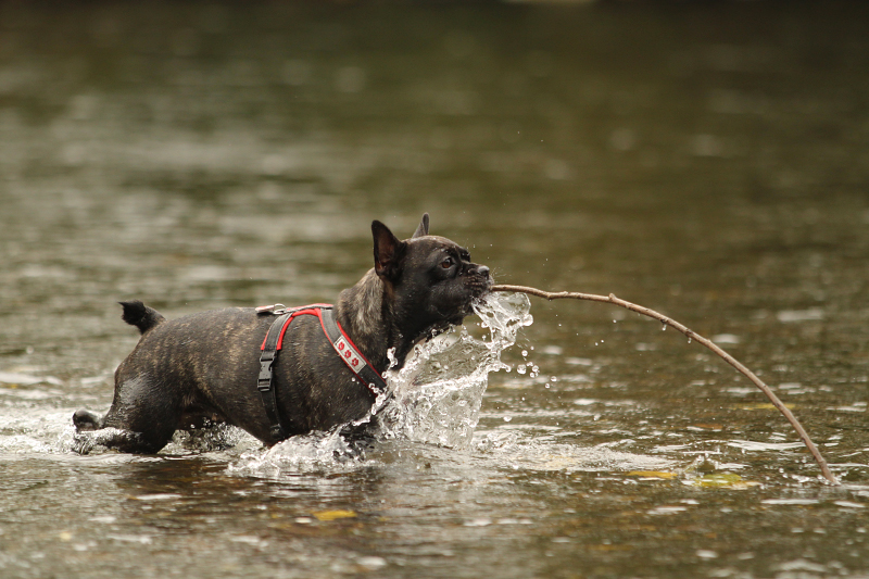 Wasserspeier