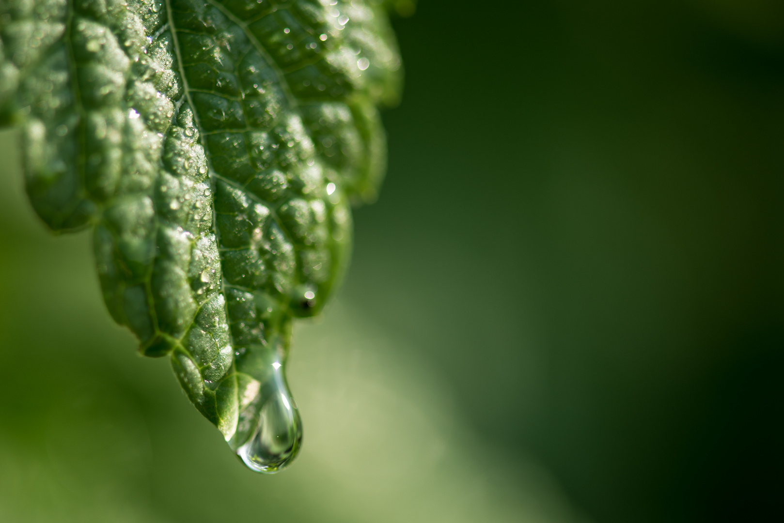 wasserspendende Zitronenmelisse