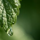 wasserspendende Zitronenmelisse