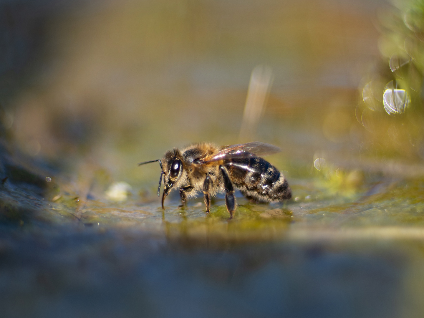 Wasserspender