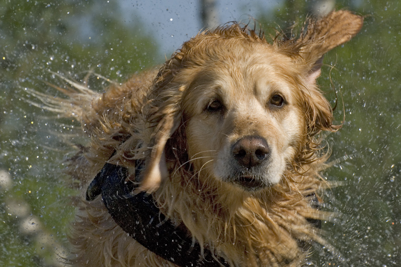 Wasserspender....