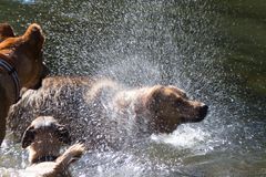 Wasserspender